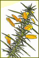 Common Gorse