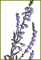 Common Heather