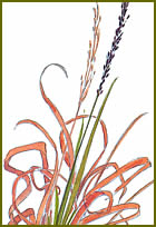 Purple Moor Grass