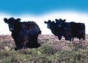 Black Galloway
