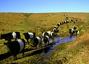 Belted Galloway
