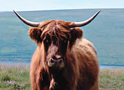Highland