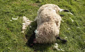 Injured sheep on Dartmoor