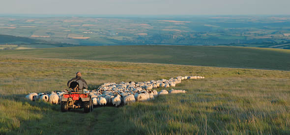 Sheep on Dartmoor