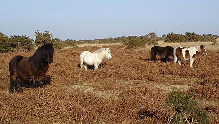 Dartmoor Ponies