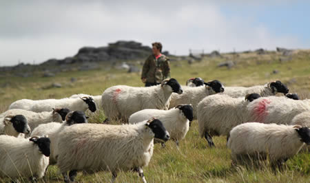 Sheep on Dartmoor