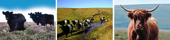 Black Galloway, Belted Galloway and Highland