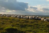 Sheep Clearance Days 2021